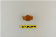 藏品(光輝圓扇蟹)的圖片